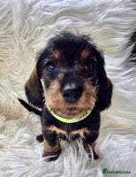 Dachshund dogs - Advert 10