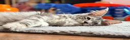 Maine Coon cats for sale: 💙 Male Maine Coon Silver Kitten TICA - Advert 3