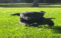 Labrador Retriever dogs for sale: Working Lab's  - Image 10
