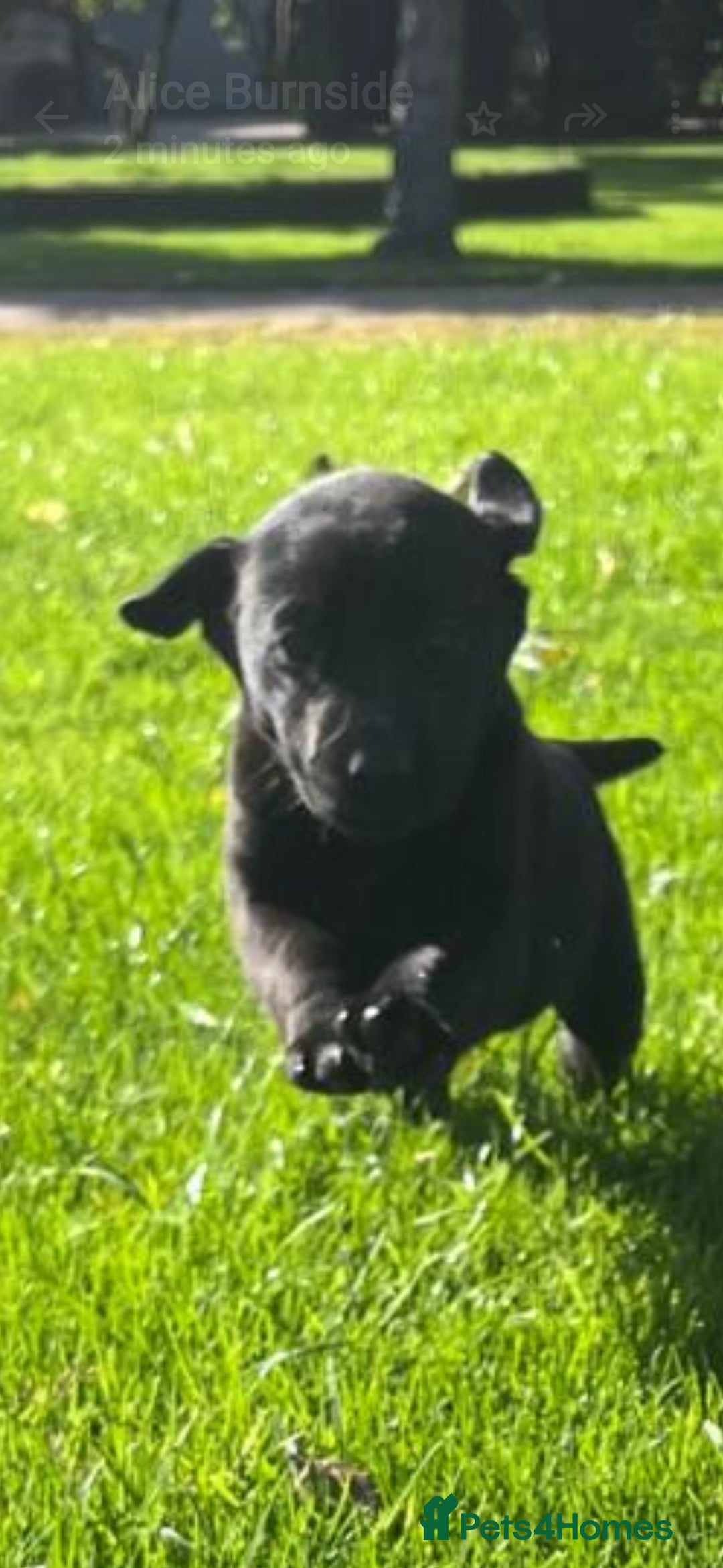 Labrador Retriever dogs for sale: Working Lab's  - Image 10