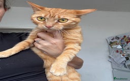 Bengal cats for sale: Two female cats ,2 years old  - Image 2