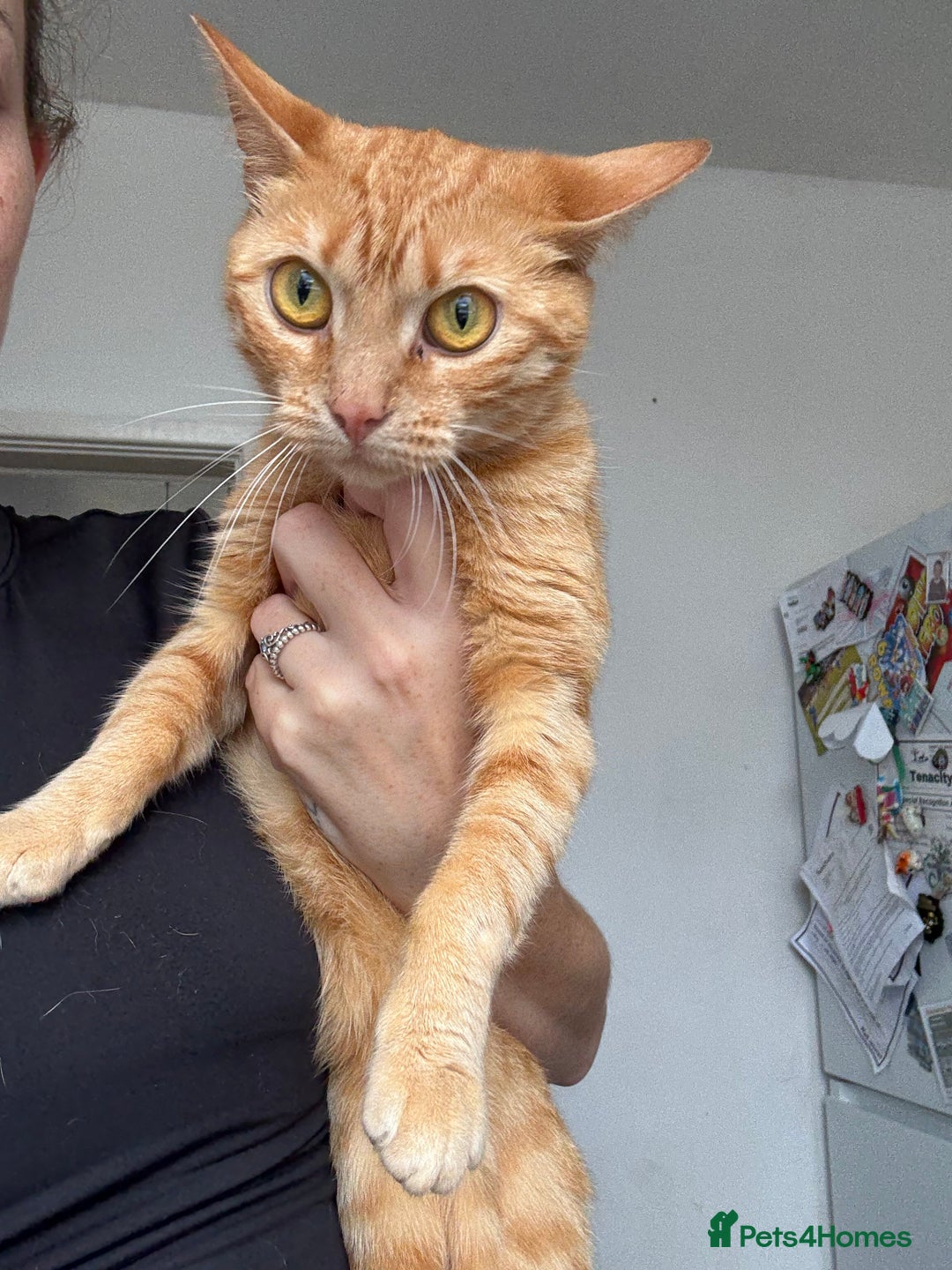 Bengal cats for sale: Two female cats ,2 years old  - Image 2