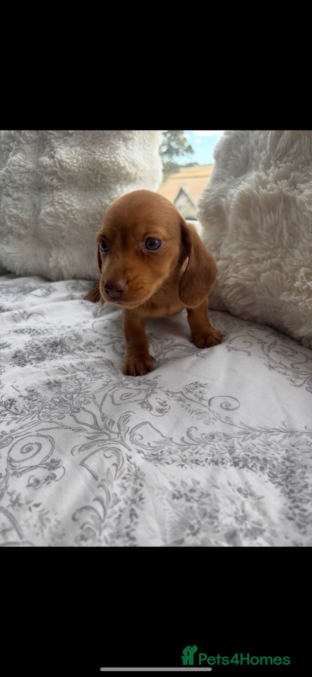 Miniature Dachshund dogs for sale: Ready to leave Miniature dachshunds - Image 8