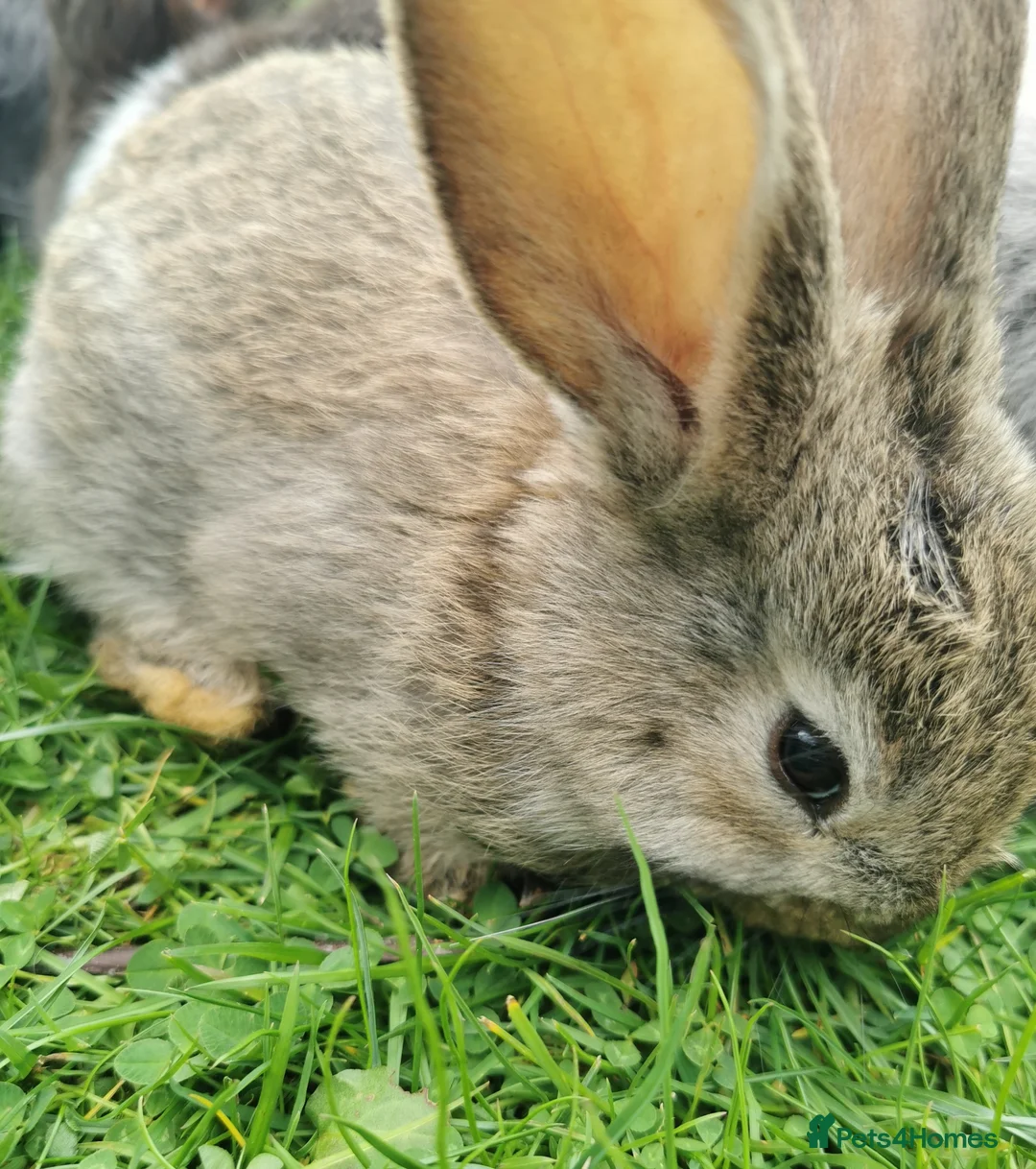 Continental Giant rabbits for sale: Continental giant bunnies  in Northampton - Advert 2