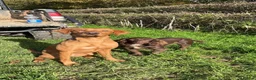 Cocker Spaniel dogs for sale: Working cocker spaniel puppies  - Advert 4