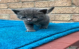 British Shorthair cats for sale: Multicoloured tabby kittens  - Image 2