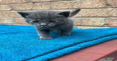 British Shorthair cats - Advert 16