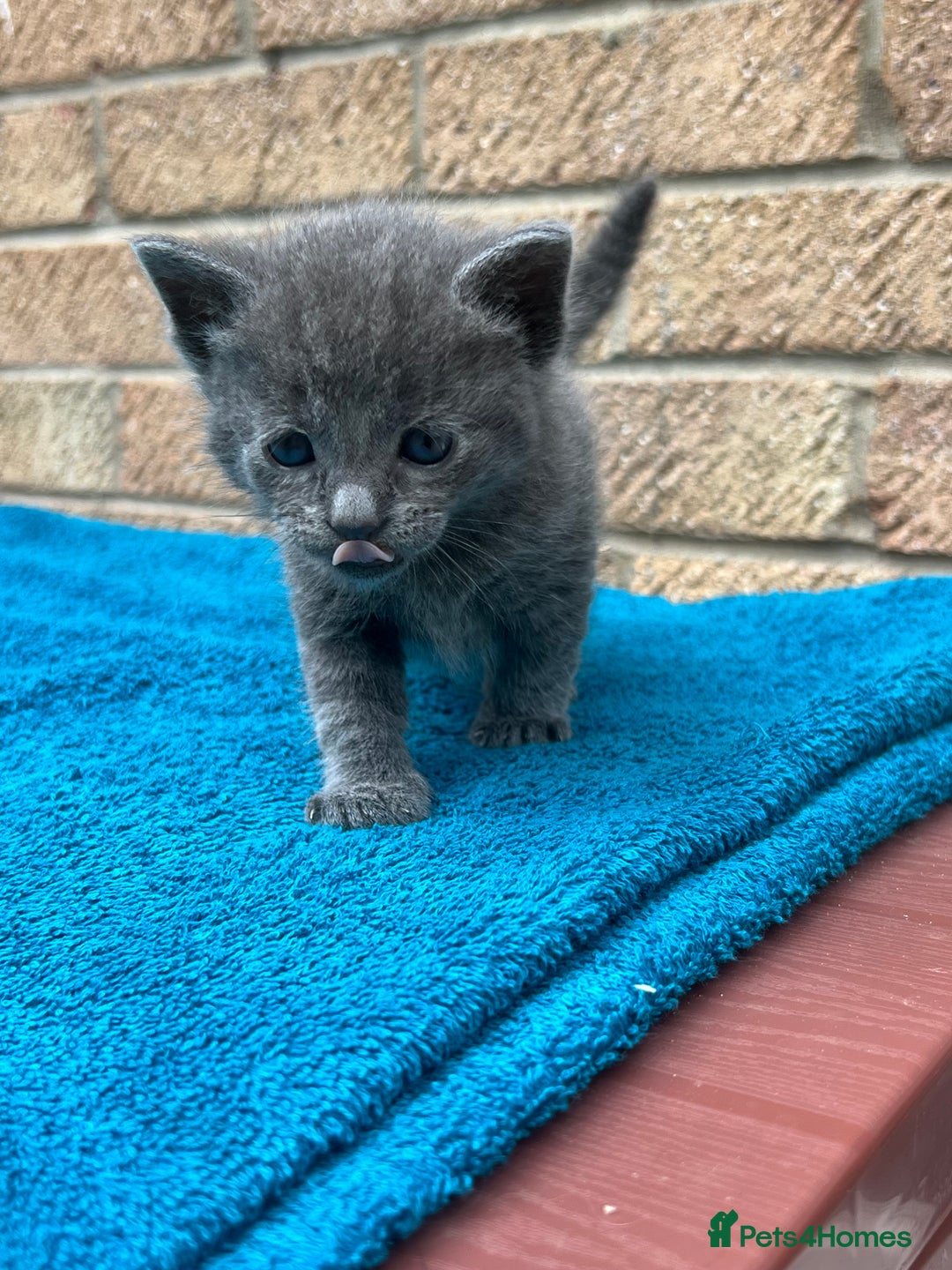 British Shorthair cats for sale: Multicoloured tabby kittens  - Image 2