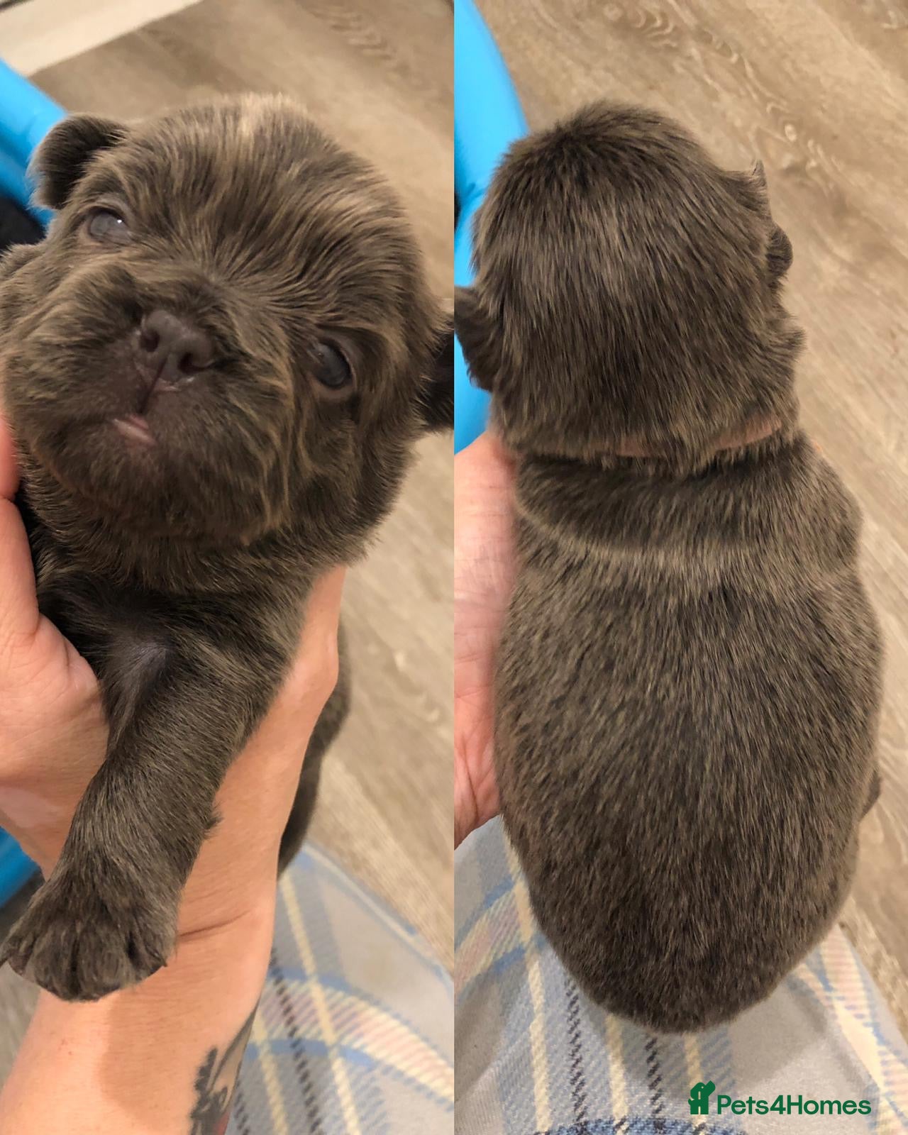 French Bulldog dogs for sale: Beautiful Mixed colours Fluffy Frenchie Pups - Advert 15