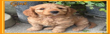 Cockapoo 5