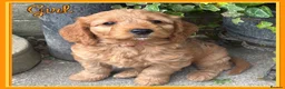 Cockapoo dogs for sale: ONLY 1  left!  F1  KC  FOX RED COCKAPOOS - Advert 14