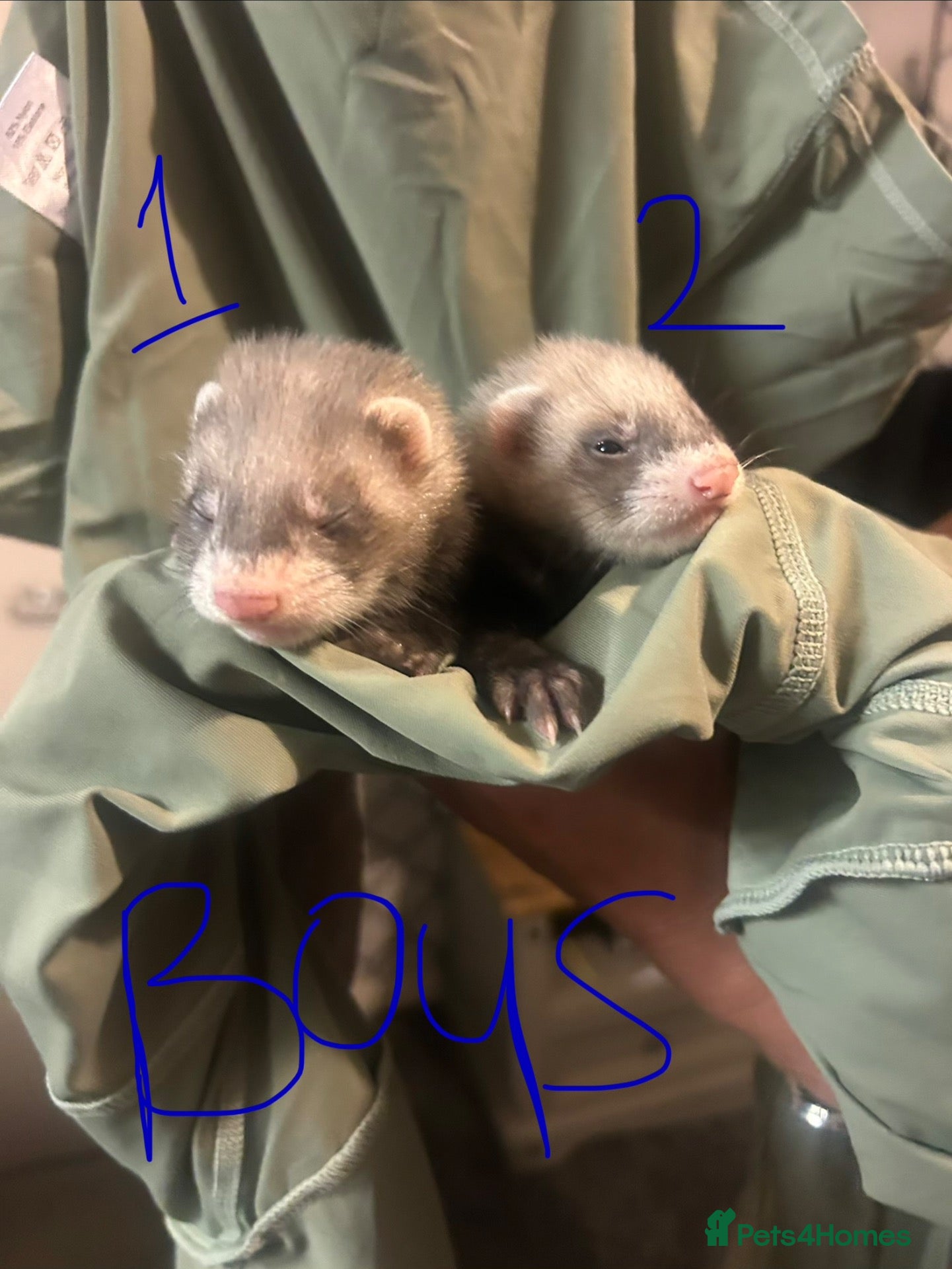 Ferret rodents Sable Ferrets - Advert 2