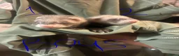 Ferret rodents for sale: Sable Ferrets - Advert 1