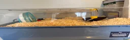 Hamster rodents for sale: Male Siberian dwarf hamster for sale  in London - Advert 3