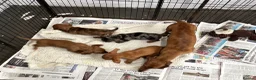 Miniature Dachshund dogs for sale: Top Quality KC Reg PRA Clear Mini Dachshunds - Advert 15