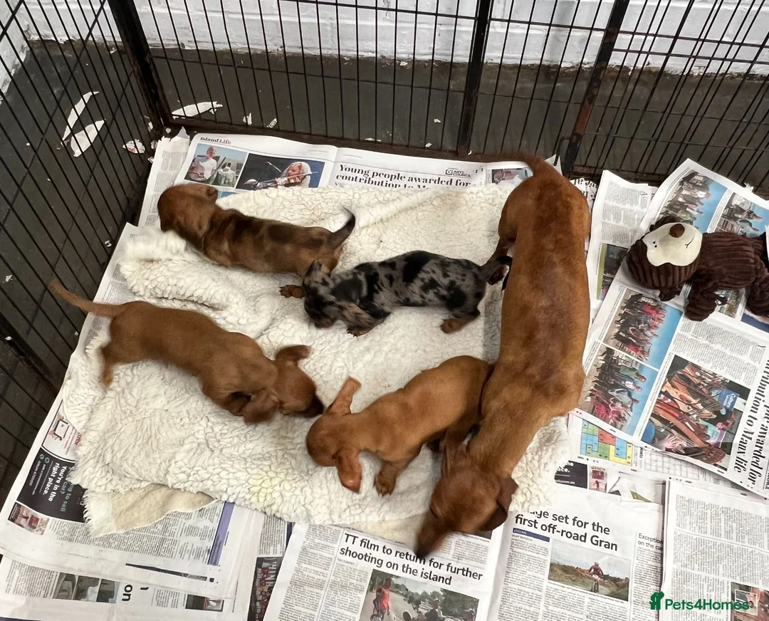 Miniature Dachshund dogs for sale: Top Quality KC Reg PRA Clear Mini Dachshunds - Advert 15