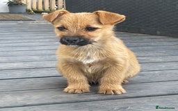 Mixed Breed dogs for sale: Corrier (Corgi X Border Terrier)  - Image 3