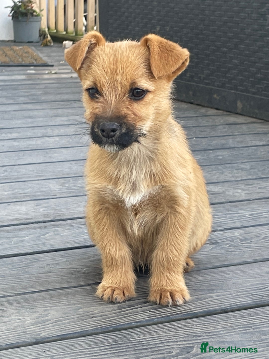 Mixed Breed dogs for sale: Corrier (Corgi X Border Terrier)  - Image 3