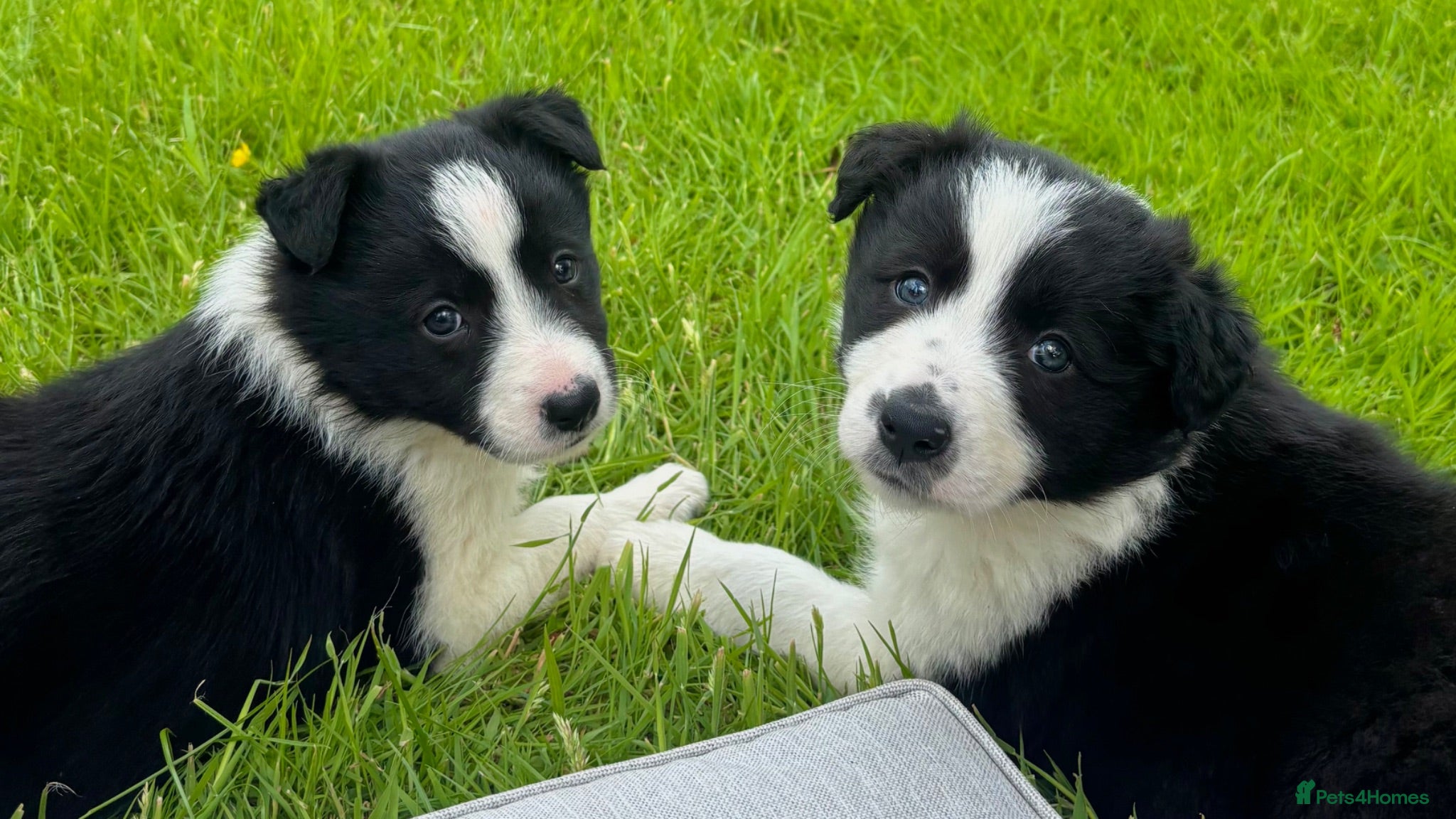 Border Collie dogs ⭐️ 2 Beautiful Female Border Collie Pups Left ⭐️ - Advert 1