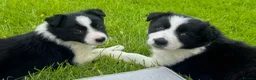Border Collie dogs for sale: ⭐️ 2 Beautiful Female Border Collie Pups Left ⭐️ - Advert 1