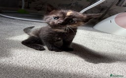 RagaMuffin cats for sale: Ragamuffin kittens  - Image 17