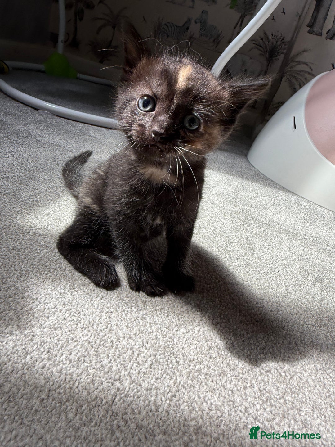 RagaMuffin cats for sale: Ragamuffin kittens  - Image 17