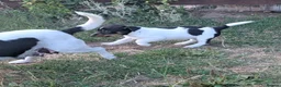 Jack Russell dogs for sale: Jack Russell Puppies for Sale - Advert 9
