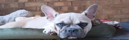 French Bulldog dogs for sale: Reduced £1000 1 Beautiful French Bulldog - Advert 13