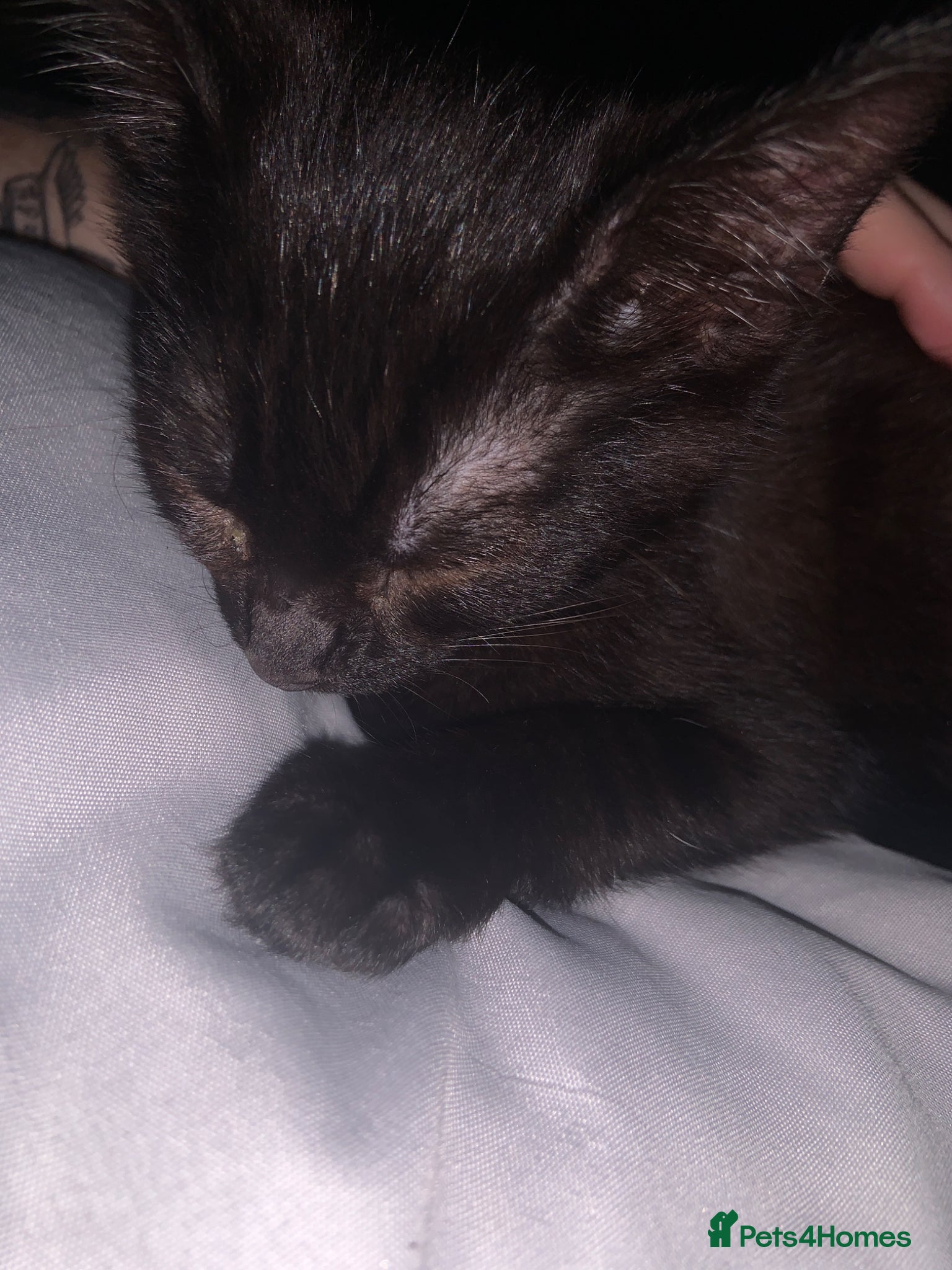 Mixed Breed cats 12 week old kitten looking for a forever home  - Advert 5