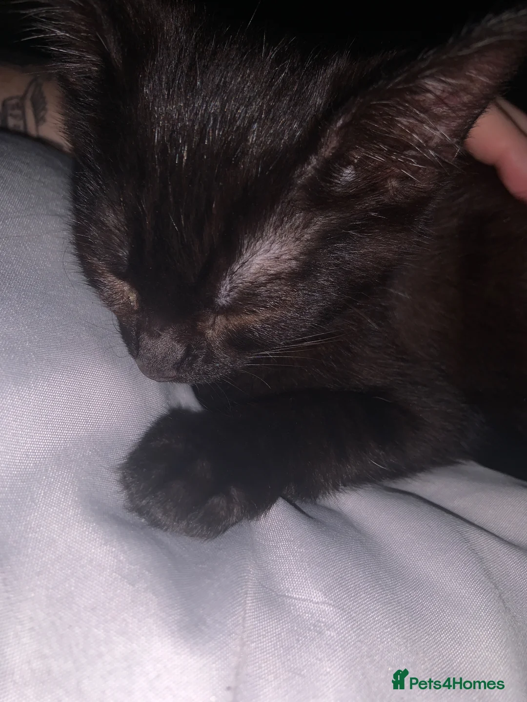 Mixed Breed cats for sale: 12 week old kitten looking for a forever home  in Swansea - Advert 1