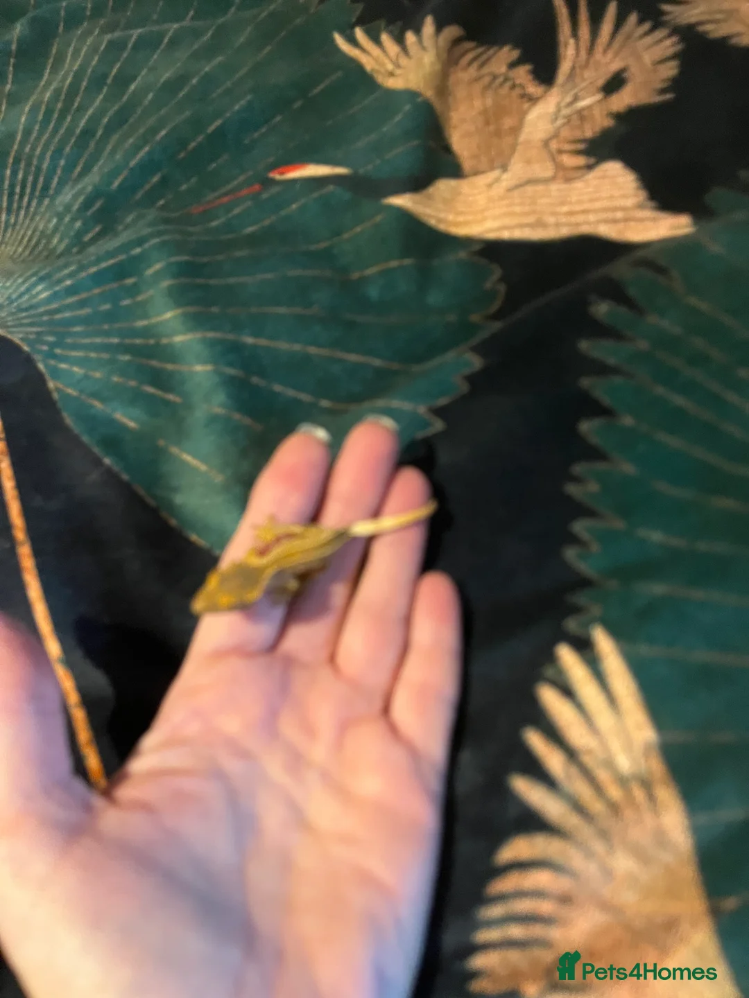 Gecko reptiles for sale: Crested gecko babies  - Advert 13