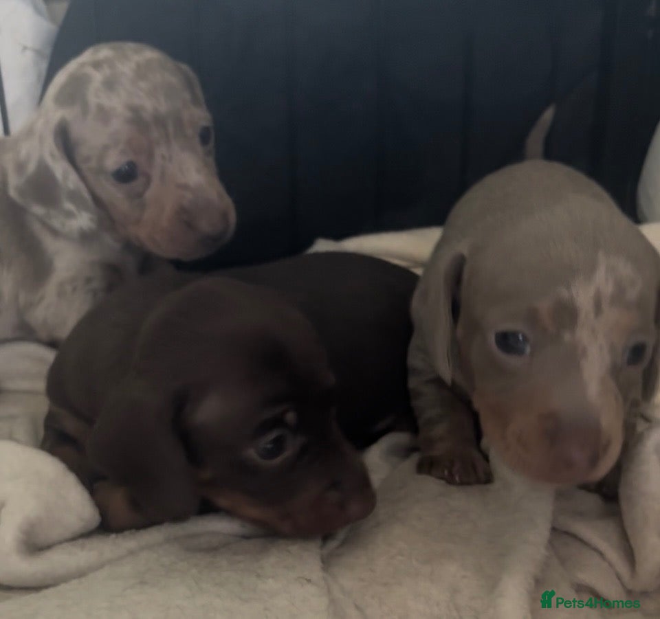 Miniature Dachshund dogs Miniature dachshund pups  - Advert 1