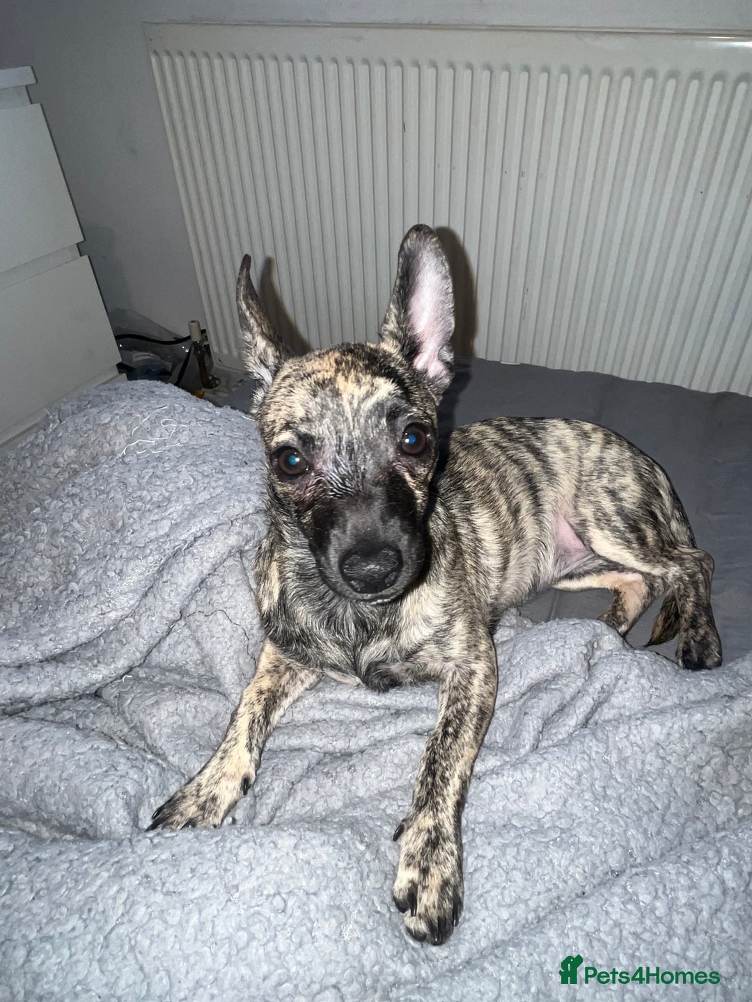 Mixed Breed dogs for sale: 🎀Chihuahua 4 months female - Advert 3