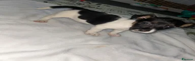 Male jack russell