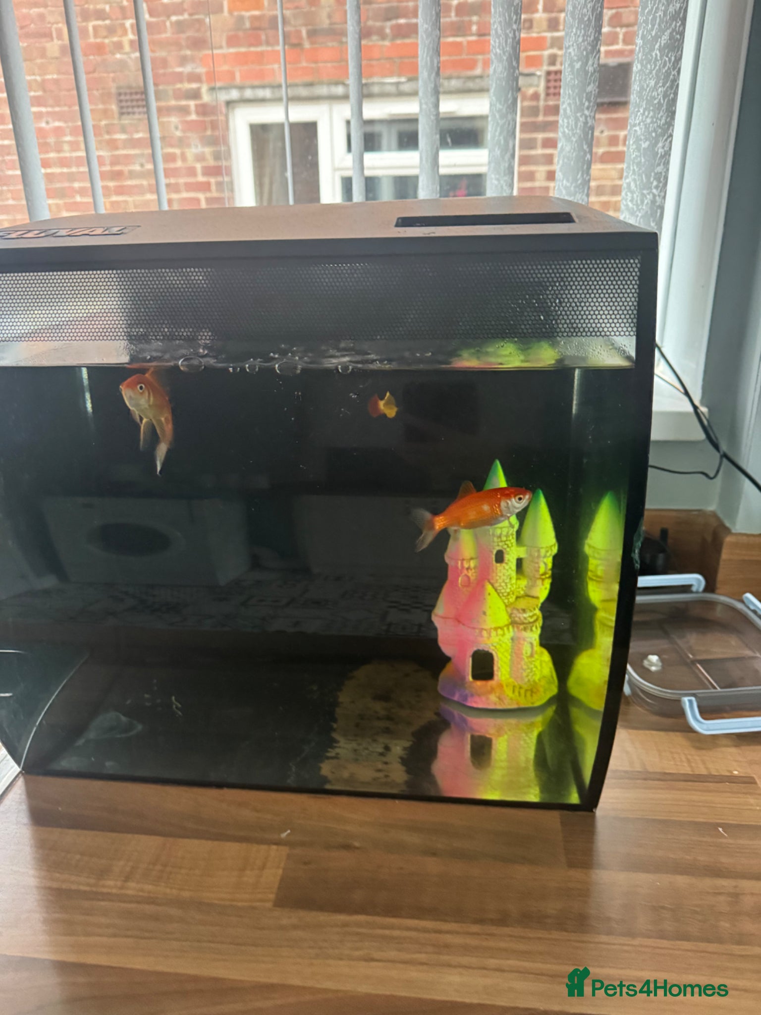 Goldfish fish 2x gold fish and a small fish and large tank  - Advert 1