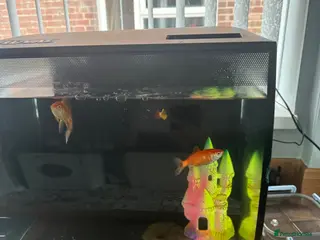Goldfish fish 2x gold fish and a small fish and large tank - Advert 1