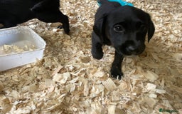 Mixed Breed dogs for sale:  8 Kelpie x labrador Puppies for sale  - Image 6