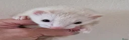 Ferret rodents for sale: Micro Ferrets - Advert 6