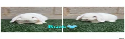 Mini Lop rabbits for sale: Pure breed mini lops  - Advert 7