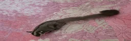 Sugar Glider rodents for sale: Sugar glider - Advert 4