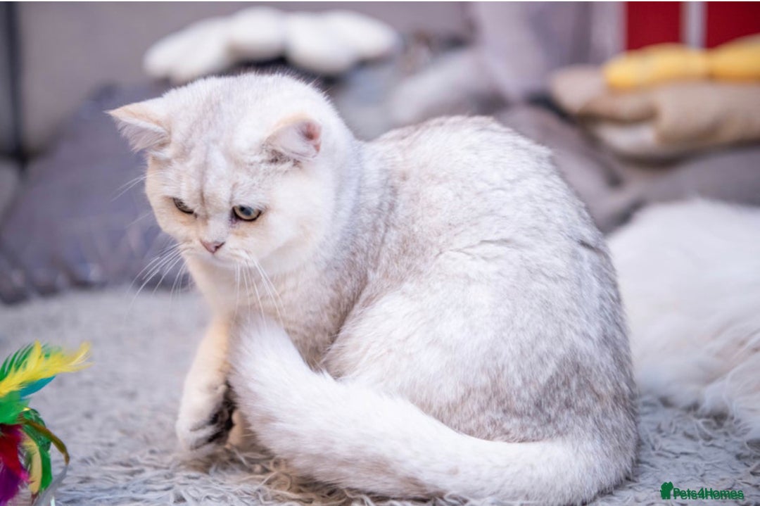 British Shorthair cats for sale: Beautiful Silver Tabby BSH  - Image 3