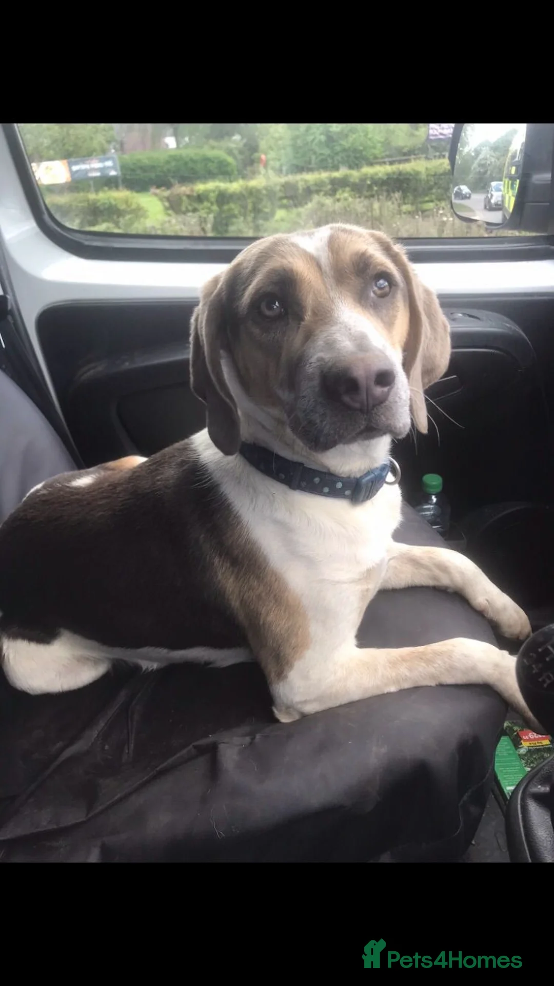 Beagle dogs for stud: Health tested blue tri beagle  stud  in Bedworth - Advert 8