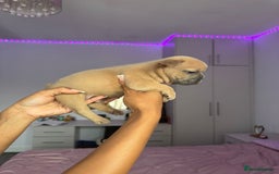 French Bulldog dogs for sale: Frenchie puppy’s available  - Image 2
