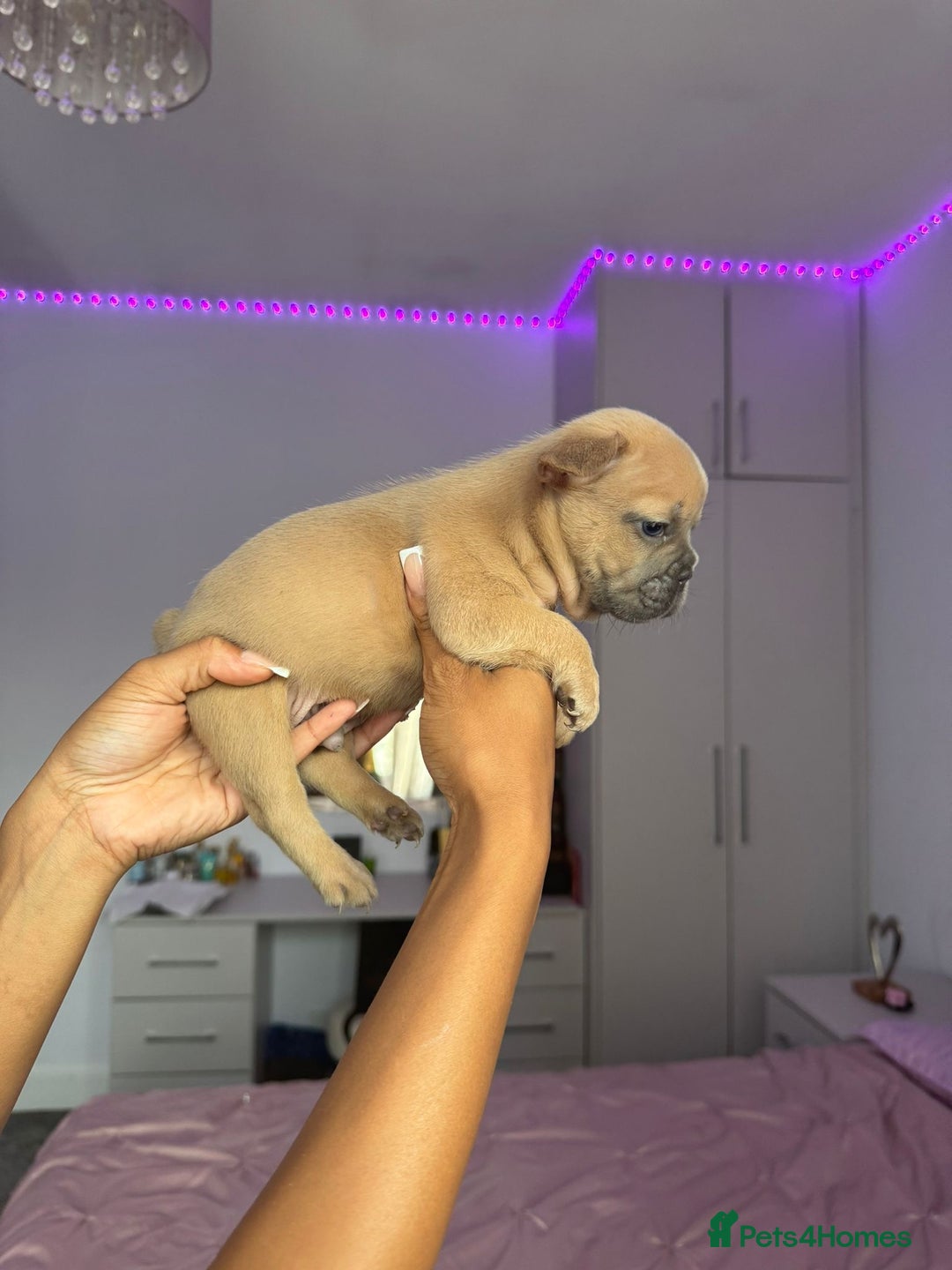 French Bulldog dogs for sale: Frenchie puppy’s available  - Image 2