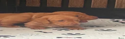Miniature Dachshund dogs for sale: Miniature Dachshund KC registered in Burry Port - Advert 5