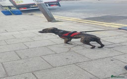 Staffordshire Bull Terrier dogs for sale: Staffordshire bull terrior for sale  - Image 3