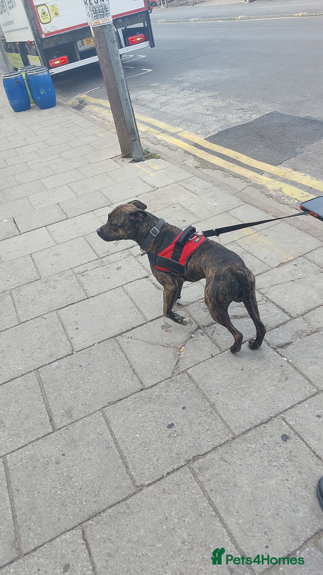 Staffordshire Bull Terrier dogs for sale: Staffordshire bull terrior for sale  - Image 3