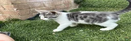 Mixed Breed cats for sale: Adorable kittens need a new place 🥰  - Advert 2