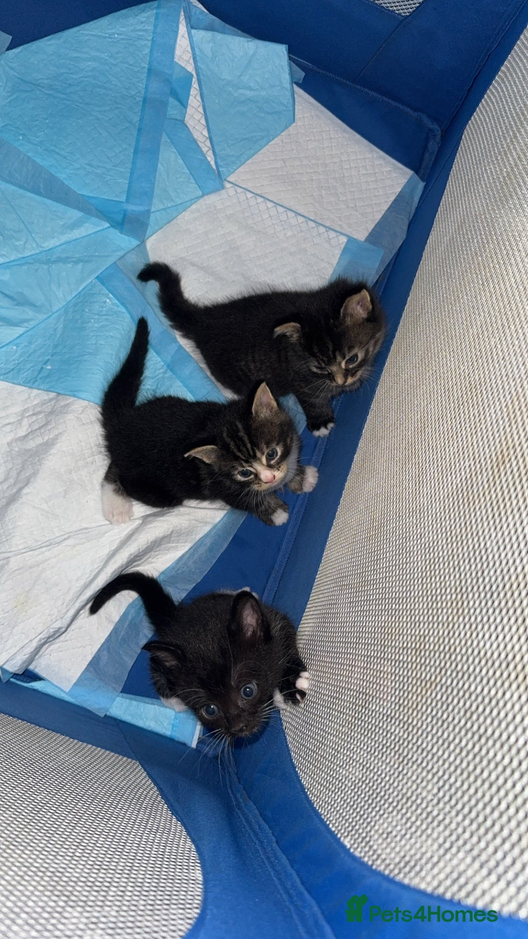 Mixed Breed cats for sale: Male and female kittens  - Image 2