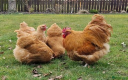 Chickens poultry for sale: Buff Orpington hatching eggs large fowl - Image 1
